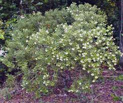 Image result for Heywoodia