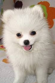 14 are small black fluffy dog breeds. Fluffy Dog Quotes Quotesgram
