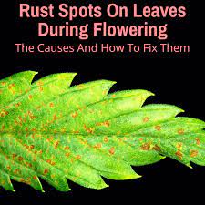 Spotted leaves or the causal fungus need two things to flourish: Rust Spots On Leaves During Flowering The Causes And How To Fix Them Grow Light Info