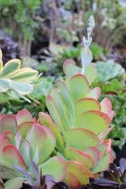 Image result for kalanchoe thyrsiflora