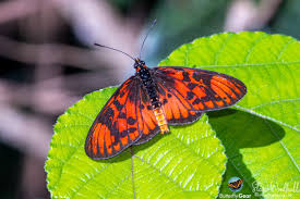 Image result for Berkheya bipinnatifida