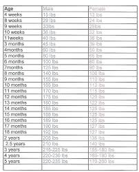 Great Dane Growth Chart Dutchproxy Club