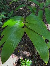 Image result for Ormocarpum zambesianum