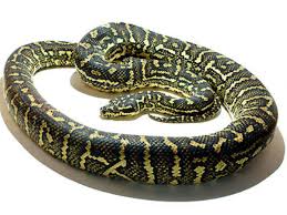 ジャングルカーペットパイソン！爬虫類・ヘビの基本的な知識と飼育法 [爬虫類・両生類] All About