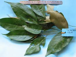 Image result for Cleistanthus