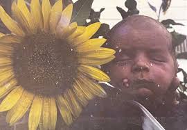 Native sunflowers in fall garden