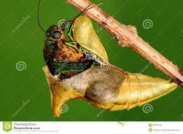 Pupa of Butterfly, Process of Eclosion 4/8 Stock Photo - Image of larva,  cute: 28723526