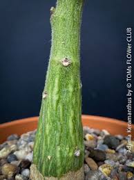 Image result for Adenia kirkii