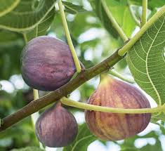 This commercial ad was run last spring in 2017 near dallas, texas, advertising fruit trees, berry plants and pecan nut trees for sale in that area online. Fig Trees Calloway S Nursery