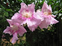 Image result for Podranea