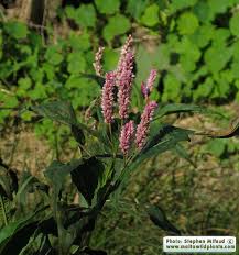 Image result for Persicaria senegalensis