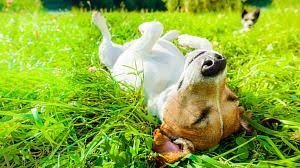 Wann ist der längste tag des jahres? Sommersonnenwende 2021 Langster Tag