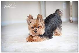 Pin On Lovin Yorkies