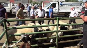 Hayvan pazarı programında bu hafta, niğde hayvan pazarındayız. Mus Ta Hayvan Pazarinda Kurban Hareketliligi Dailymotion Video