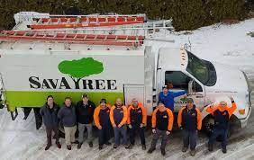 Lawn mowing , tree care, gutter cleaning. Certified Arborist In Barrington Palatine Il Tree Service And Lawn Care