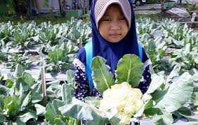 Bunga kol dan ayam masak gini aja.super praktis dan pasti enak. Budidaya Bunga Kol Dataran Rendah Yang Menguntungkan Pilar Pertanian