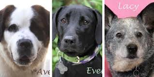 Please call your veterinarian to authorize them to release information to almost home rescue. 10 Great Places To Adopt A Dog In Southeast Michigan Puppy Leaks