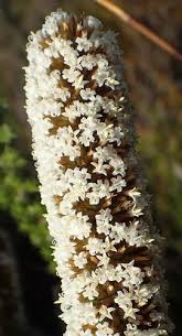 Image result for Piper capense