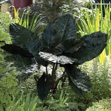 Image result for Alocasia