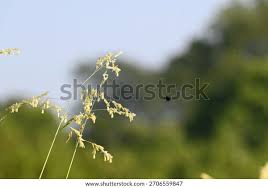 Image result for Leersia hexandra