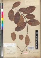 Image result for Clitandra cymulosa