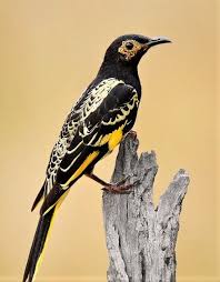 The Regent Honeyeater Anthochaera Phrygia Is A Critically Endangered Bird Beautiful Birds Pretty Birds Pet Birds