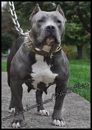 Perfect Pitbull Pitbull Terrier Dogs Pitbulls