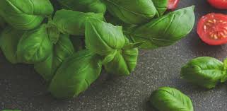 Check spelling or type a new query. Busuiocul Beneficii Utilizari Contraindicatii Sfaturimedicale Ro