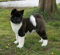 Next Dog I Want American Akita Perro Akita Perros Akita Americano Razas De Perros