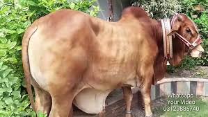 It's the greatest video clip of black camel qurbani at the place of saima heaven in karachi. Qurbani Eid Videos 2018 Wapda Town Sahiwal Qurbani Bulls And Camels Video Dailymotion
