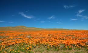 April 2 2021 frank reports: Antelope Valley California Poppy Reserve In Lancaster Conejo Valley Guide Conejo Valley Events