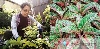 Dinamakan kantung sebab tumbuhan ini mempunyai sulur pada ujung daun yang membentuk seperti kantong. 13 Tanaman Hias Outdoor Untuk Mempercantik Taman Rumah Theasianparent Indonesia