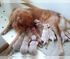 View Ad Golden Retriever Litter Of Puppies For Sale Near Wisconsin Westby Usa Adn 133675