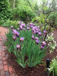 Irises My Favorite Front Yard Garden Design Front Yard Garden Iris Garden
