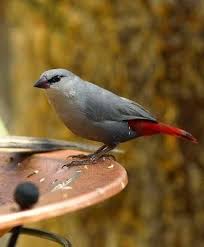 Cauda De Vinagre Ou Waxbill De Lavanda Estrilda Caerulescens Garten