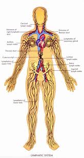 Menupause Blog Archive Healthy Bytes 2 The Lymph System