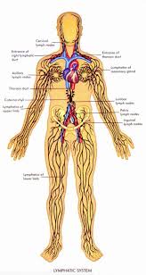 menupause blog archive healthy bytes 2 the lymph system