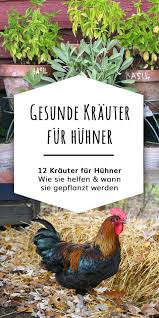 Welche Kuchenkrauter Und Gartenkrauter Sind Gesund Fur Huhner Welche Bluten Und Krau Huhner Huhner Futter Und Huhner Im Garten
