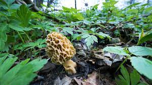 Morels are a staple of spring. Morel Morchella Esculenta Woodland Trust