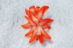 To encourage blooms to form you must create certain. 900 Christmas Cactus Ideas In 2021 Christmas Cactus Cactus Easter Cactus