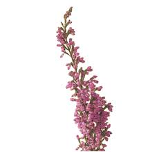 Heather Flower Meaning Amp Symbolism Teleflora Heather Flower Flower Images Heather Plant