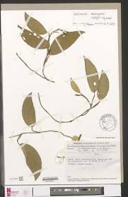 Image result for Culcasia ekongoloi