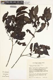 Image result for Diospyros abyssinica