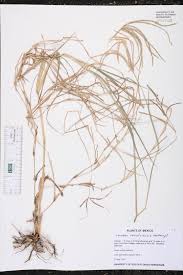 Image result for Cynodon nlemfuensis