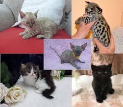 Then consider a bengal kitten as your next animal companion. Bengal Cats For Sale Buffalo Ny 275241 Petzlover