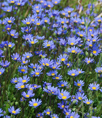 Image result for Felicia aethiopica