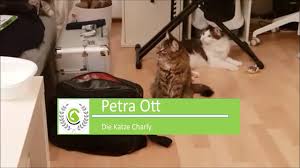Ich habe schon von vielen katzenbesitzern gehört, dass ihre katze ins bett macht oder dass die katze auf die frische wäsche pinkelt und sogar dort ihren kot absetzt. Kater Kotet Und Uriniert Aufs Bett Youtube