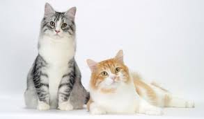 Our cats are in peak health and are fully vaccinated, and are ringworm, leukemia. Siberian Cat Breed Information