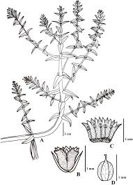 Image result for Hionanthera