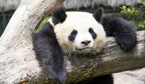 We did not find results for: Enclos Panda Beauval Des Pandas De Chine En Route Pour La France La Nouvelle Tant Attendue Est Connue Depuis Hier 20 Kristeenseyfried29
